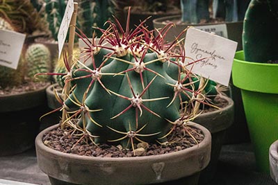 Ferocactus Gracilis à épines rouges